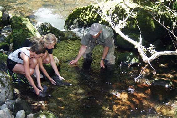 Releasing reared whio back into Egmont National Park