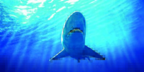Shark a shark swimming in the sea, happy as can be