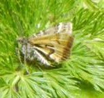 The Avatar Moth