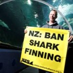 Link to Alliance calls for urgent ban on shark finning Matt Watson at Kelly Tarlton's with NZSA message