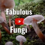 Fungi