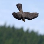 Link to NZ falcon wins Bird of the Year Falcon_2012_Bird_of_the_Year