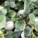 Melon Plant