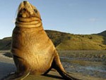 Link to Endangered sea lions bound for extinction under fishing plans New Zealand Sea Lion - photo credit