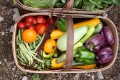 Basket of fresh veggies