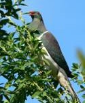 Link to Forest & Bird launches nationwide kereru count today keru in a tree