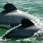 Link to Maui’s death the tragic price of inaction Maui dolphins surfacing