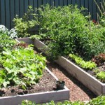 Link to 5 Secrets to a ‘No-work’ Garden raised garden beds