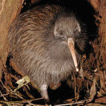 North Island Brown Kiwi