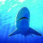 a shark swimming in the sea, happy as can be