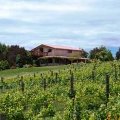 Visit the website - Sunset Valley Vineyard Holiday Accommodation, Nelson, NZ Sunset Valley Vinyard Organic Accommodation