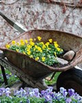 See full listing information for Waimarama Community Gardens, Nelson, NZ Waimarama Community Gardens